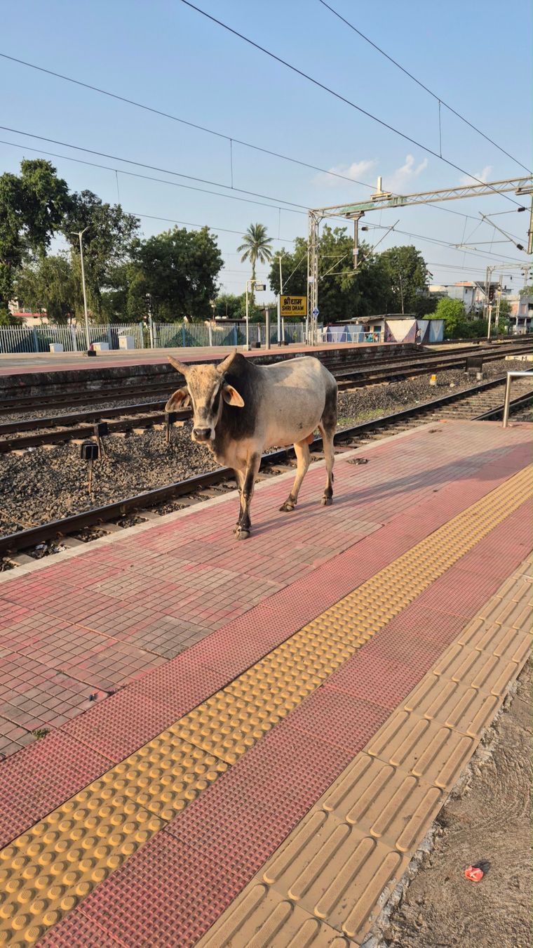 A cow walking along the platform of Shridham station, next to the tracks