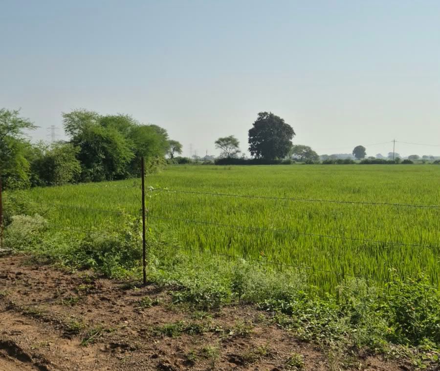 A green rice field behind a barbed-wire fence along a dirt road