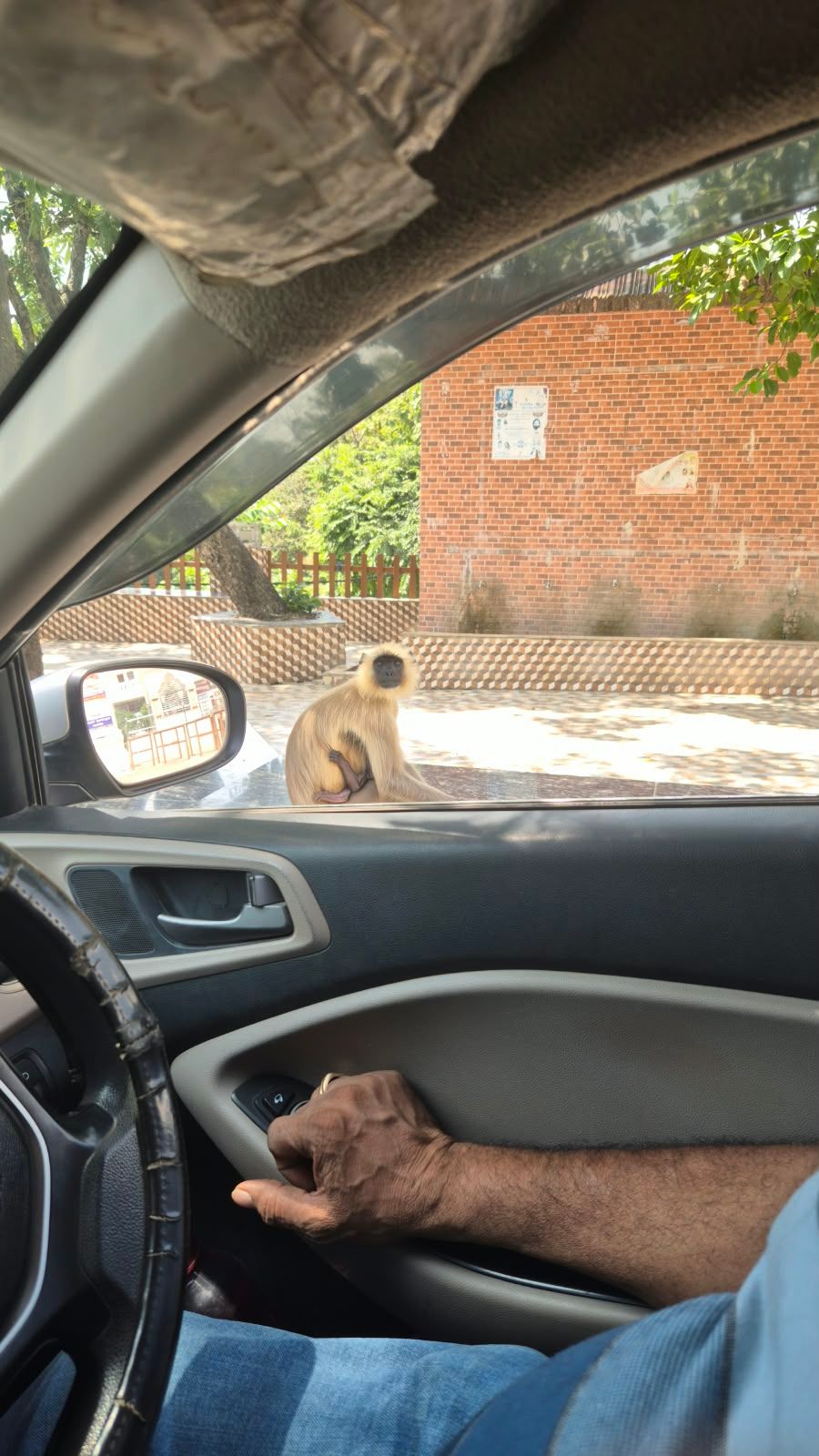A langur with a baby on the bonnet, seen from inside the car