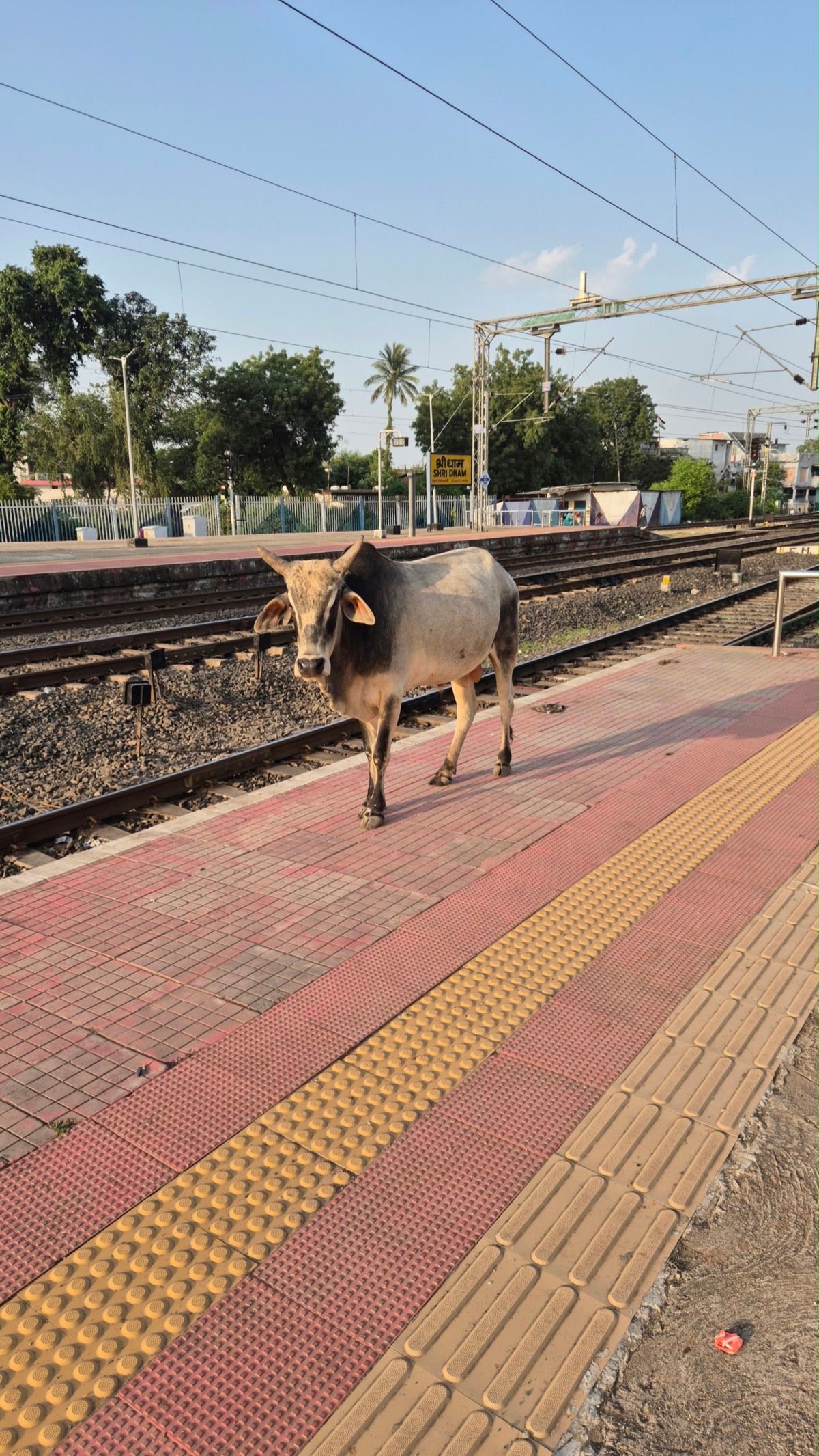 A cow walking along the platform of Shridham station, next to the tracks